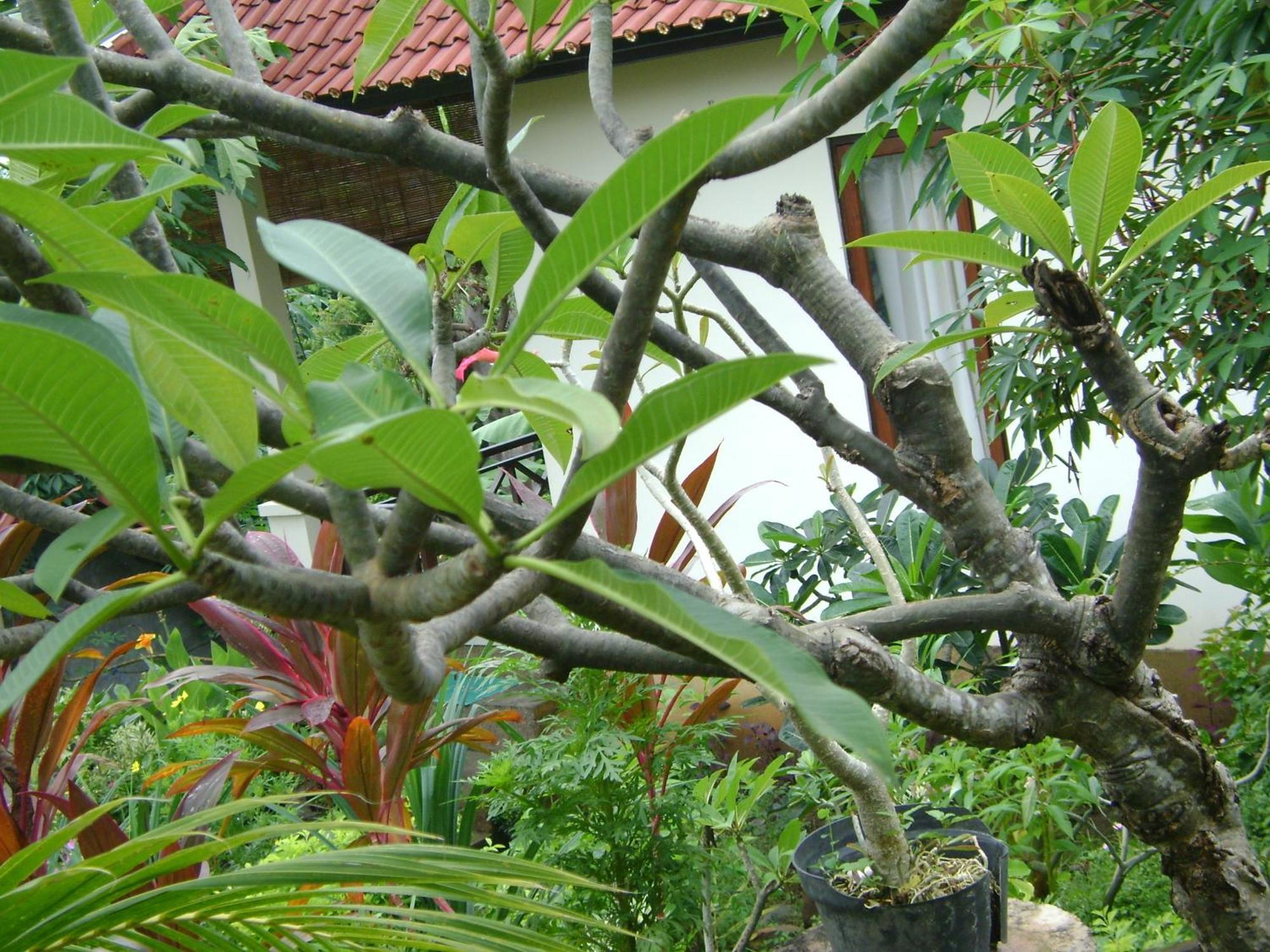 Hotel Sinar Bali 2 Amed Esterno foto